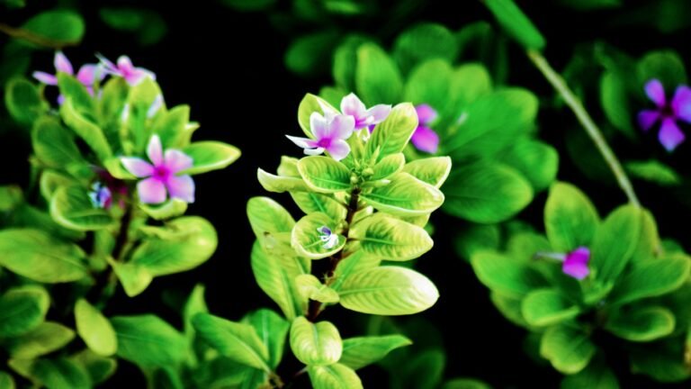 a close up of a flower