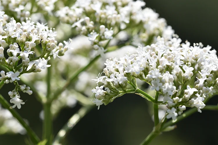 Valeriana: Ela é boa mesmo? Tudo que você precisa saber!